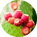 Opuntia vulgaris