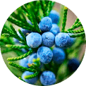 Juniperus communis