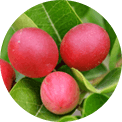 Gymnema sylvestre